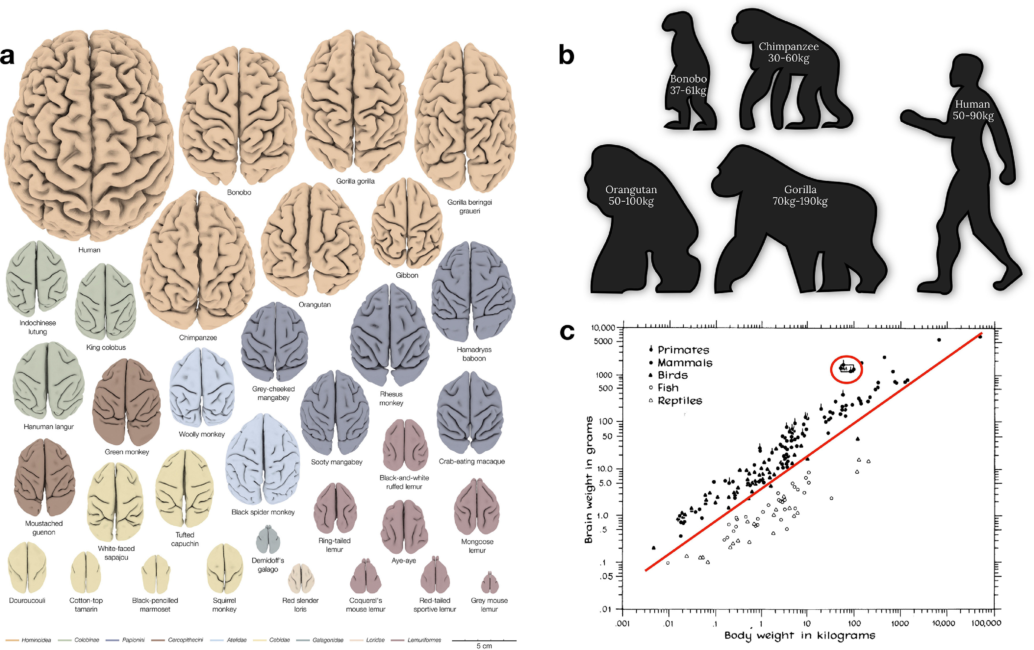 Human brains (top left) are bigger